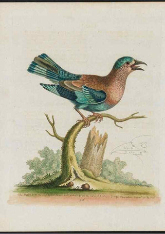 Reproducción/Reproduction 38675638482: Gleanings of natural history, exhibiting figures of quadrupeds, birds, insects, plants &c.... London :Printed for author at the Royal Collage of Physicians,1758-1764.. 