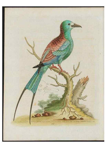 Reproducción/Reproduction 37990345064: Gleanings of natural history, exhibiting figures of quadrupeds, birds, insects, plants &c.... London :Printed for author at the Royal Collage of Physicians,1758-1764.. 