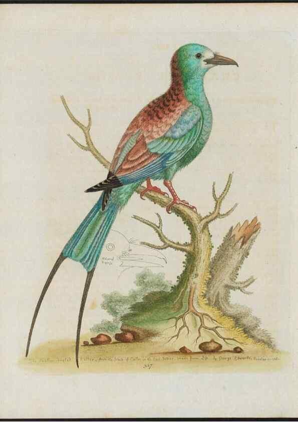 Reproducción/Reproduction 37990345064: Gleanings of natural history, exhibiting figures of quadrupeds, birds, insects, plants &c.... London :Printed for author at the Royal Collage of Physicians,1758-1764.. 