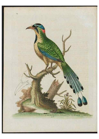 Reproducción/Reproduction 38675642172: Gleanings of natural history, exhibiting figures of quadrupeds, birds, insects, plants &c.... London :Printed for author at the Royal Collage of Physicians,1758-1764.. 