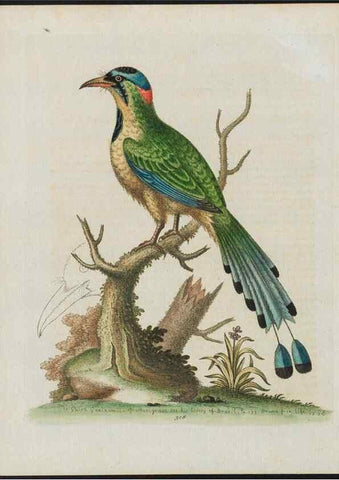 Reproducción/Reproduction 38675642172: Gleanings of natural history, exhibiting figures of quadrupeds, birds, insects, plants &c.... London :Printed for author at the Royal Collage of Physicians,1758-1764.. 