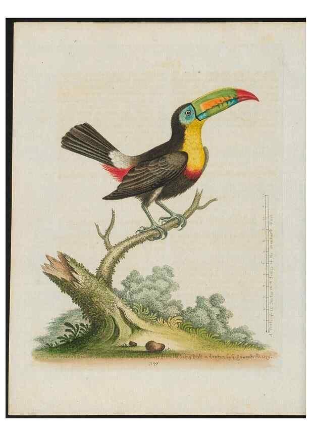 Reproducción/Reproduction 26931892449: Gleanings of natural history, exhibiting figures of quadrupeds, birds, insects, plants &c.... London :Printed for author at the Royal Collage of Physicians,1758-1764.. 