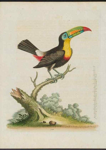 Reproducción/Reproduction 26931892449: Gleanings of natural history, exhibiting figures of quadrupeds, birds, insects, plants &c.... London :Printed for author at the Royal Collage of Physicians,1758-1764.. 