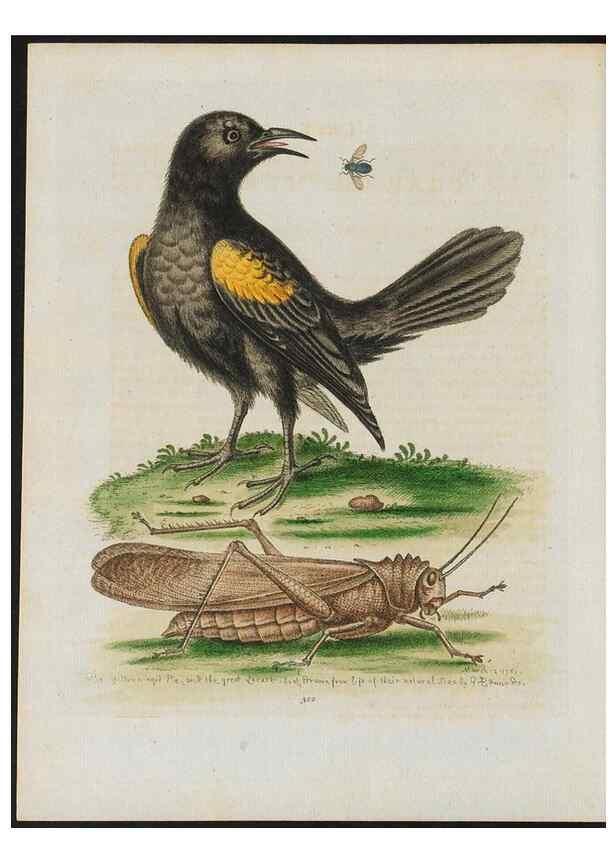Reproducción/Reproduction 38675629762: Gleanings of natural history, exhibiting figures of quadrupeds, birds, insects, plants &c.... London :Printed for author at the Royal Collage of Physicians,1758-1764.. 