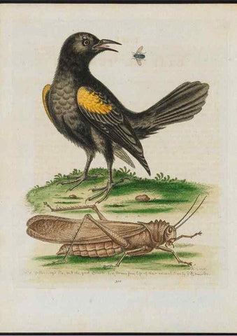 Reproducción/Reproduction 38675629762: Gleanings of natural history, exhibiting figures of quadrupeds, birds, insects, plants &c.... London :Printed for author at the Royal Collage of Physicians,1758-1764.. 