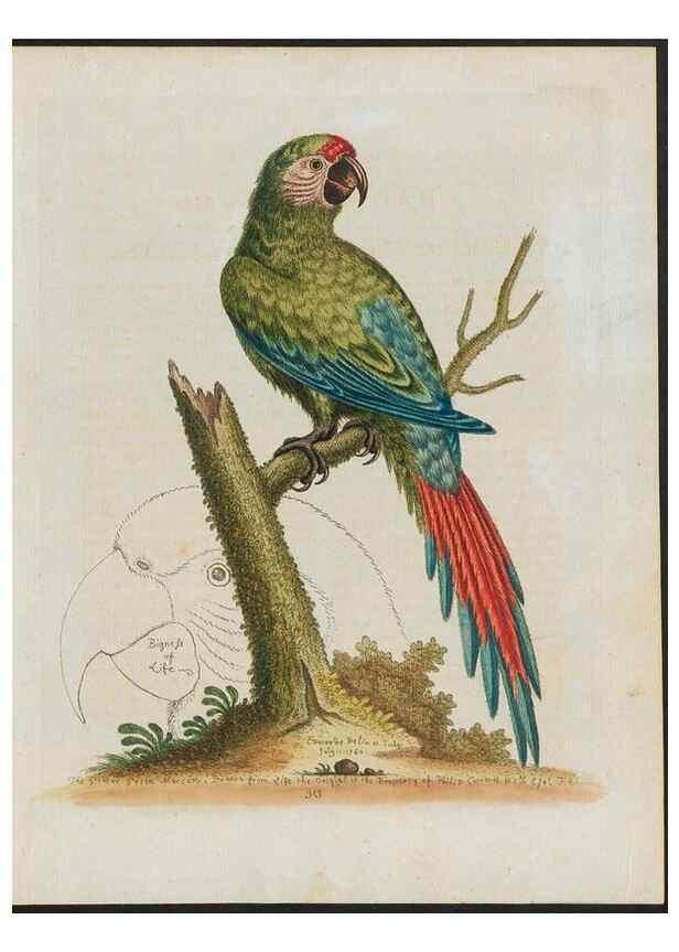 Reproducción/Reproduction 38675604902: Gleanings of natural history, exhibiting figures of quadrupeds, birds, insects, plants &c.... London :Printed for author at the Royal Collage of Physicians,1758-1764.. 