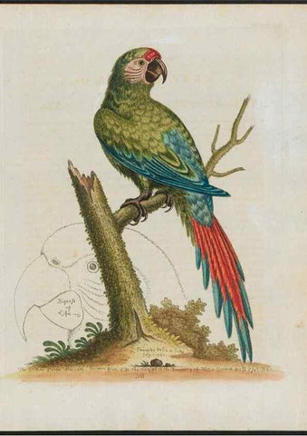 Reproducción/Reproduction 38675604902: Gleanings of natural history, exhibiting figures of quadrupeds, birds, insects, plants &c.... London :Printed for author at the Royal Collage of Physicians,1758-1764.. 