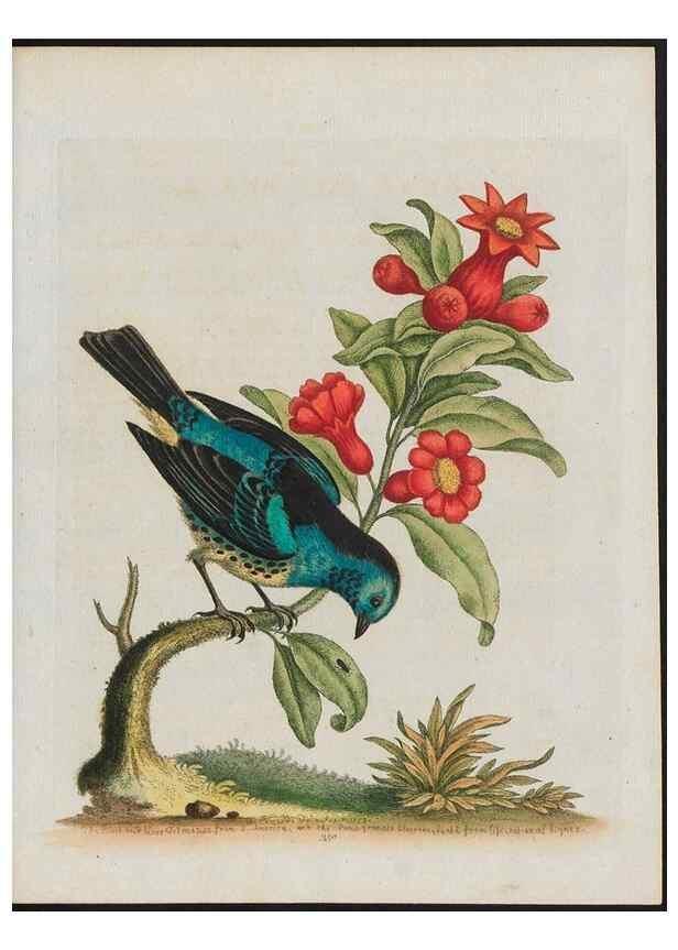 Reproducción/Reproduction 38707933171: Gleanings of natural history, exhibiting figures of quadrupeds, birds, insects, plants &c.... London :Printed for author at the Royal Collage of Physicians,1758-1764.. 