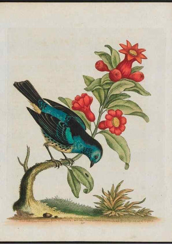 Reproducción/Reproduction 38707933171: Gleanings of natural history, exhibiting figures of quadrupeds, birds, insects, plants &c.... London :Printed for author at the Royal Collage of Physicians,1758-1764.. 