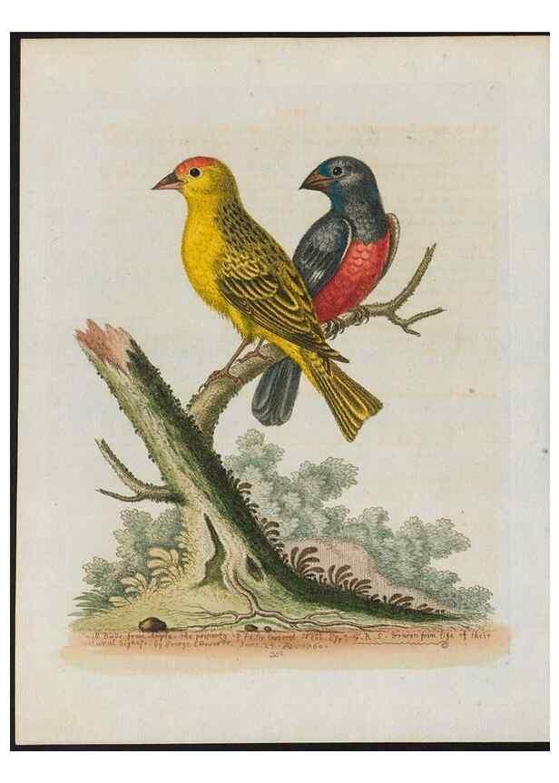Reproducción/Reproduction 38707940741: Gleanings of natural history, exhibiting figures of quadrupeds, birds, insects, plants &c.... London :Printed for author at the Royal Collage of Physicians,1758-1764.. 