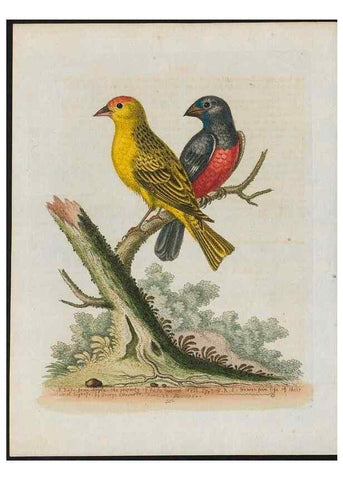 Reproducción/Reproduction 38707940741: Gleanings of natural history, exhibiting figures of quadrupeds, birds, insects, plants &c.... London :Printed for author at the Royal Collage of Physicians,1758-1764.. 