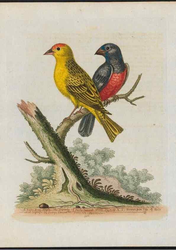 Reproducción/Reproduction 38707940741: Gleanings of natural history, exhibiting figures of quadrupeds, birds, insects, plants &c.... London :Printed for author at the Royal Collage of Physicians,1758-1764.. 