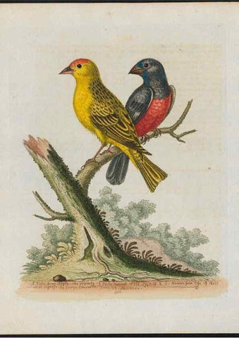 Reproducción/Reproduction 38707940741: Gleanings of natural history, exhibiting figures of quadrupeds, birds, insects, plants &c.... London :Printed for author at the Royal Collage of Physicians,1758-1764.. 