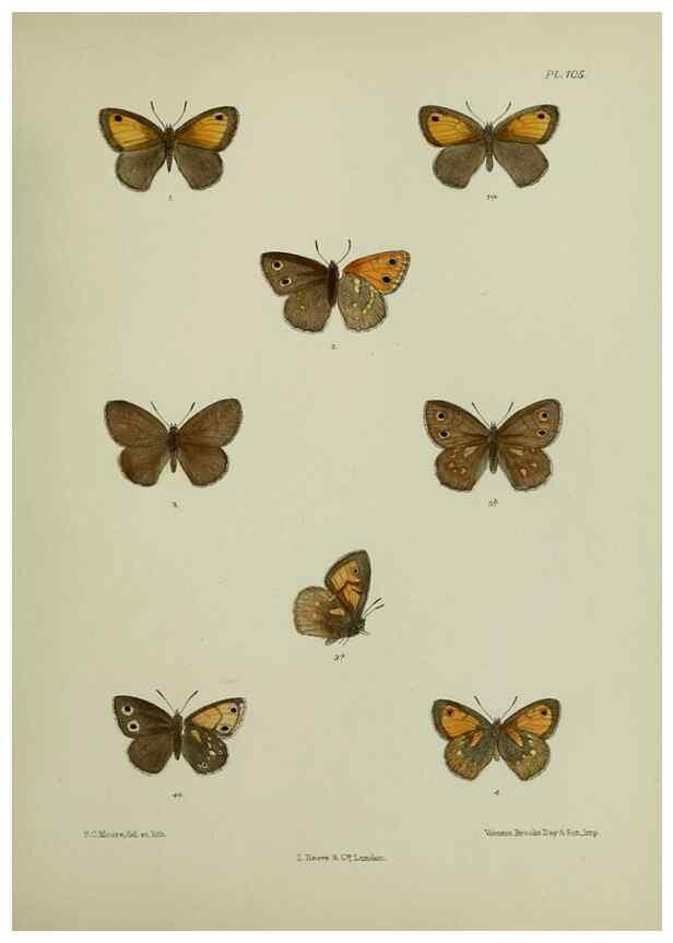 Reproducción/Reproduction 27388079239: Lepidoptera indica.. London,1890-1913.. 