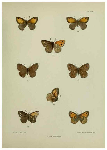 Reproducción/Reproduction 27388079239: Lepidoptera indica.. London,1890-1913.. 
