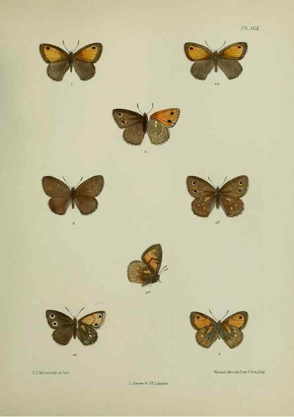 Reproducción/Reproduction 27388079239: Lepidoptera indica.. London,1890-1913.. 