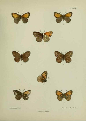 Reproducción/Reproduction 27388079239: Lepidoptera indica.. London,1890-1913.. 