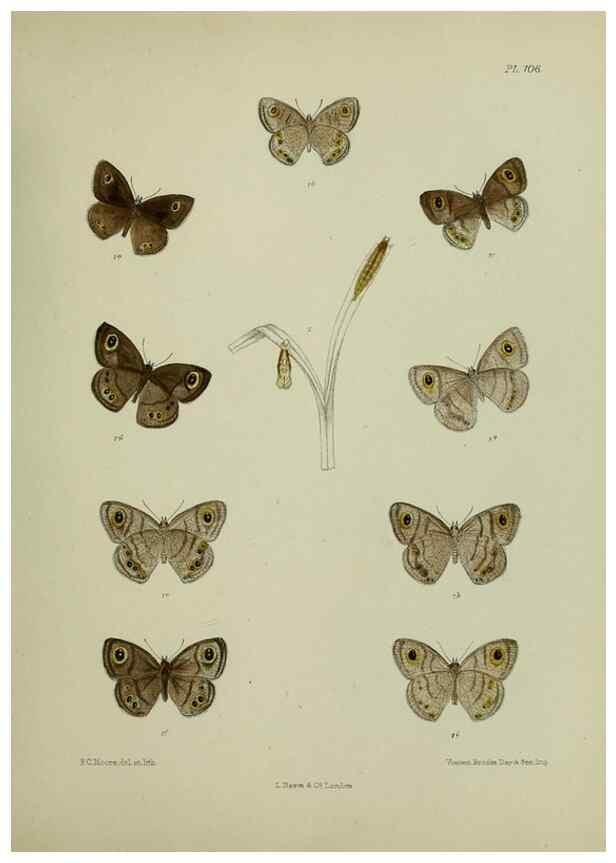 Reproducción/Reproduction 38285537865: Lepidoptera indica.. London,1890-1913.. 