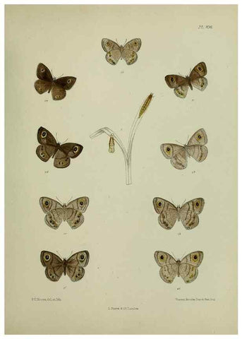 Reproducción/Reproduction 38285537865: Lepidoptera indica.. London,1890-1913.. 