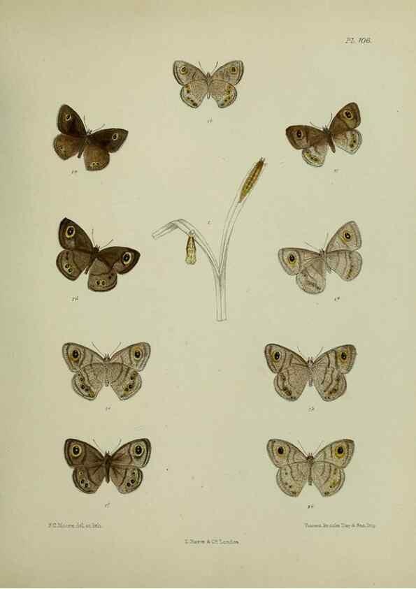 Reproducción/Reproduction 38285537865: Lepidoptera indica.. London,1890-1913.. 