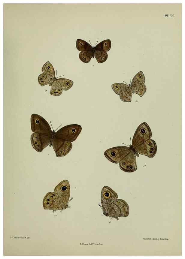 Reproducción/Reproduction 25299851478: Lepidoptera indica.. London,1890-1913.. 