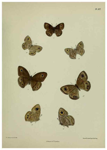 Reproducción/Reproduction 25299851478: Lepidoptera indica.. London,1890-1913.. 