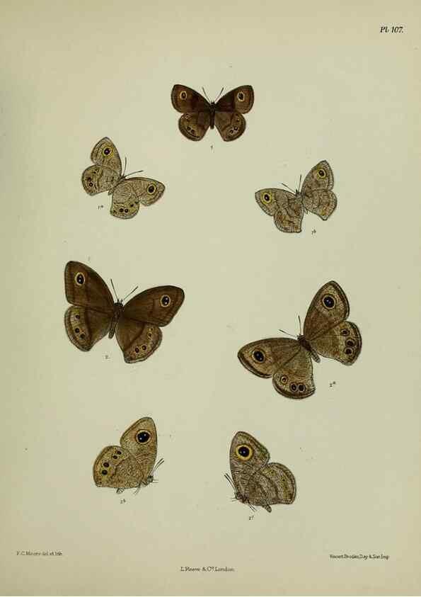 Reproducción/Reproduction 25299851478: Lepidoptera indica.. London,1890-1913.. 