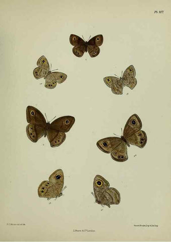 Reproducción/Reproduction 25299851478: Lepidoptera indica.. London,1890-1913.. 