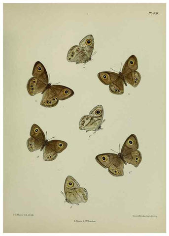 Reproducción/Reproduction 39135235352: Lepidoptera indica.. London,1890-1913.. 
