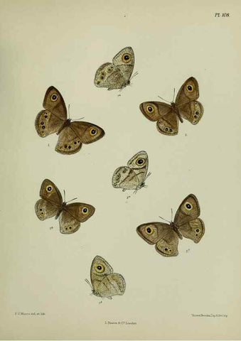 Reproducción/Reproduction 39135235352: Lepidoptera indica.. London,1890-1913.. 