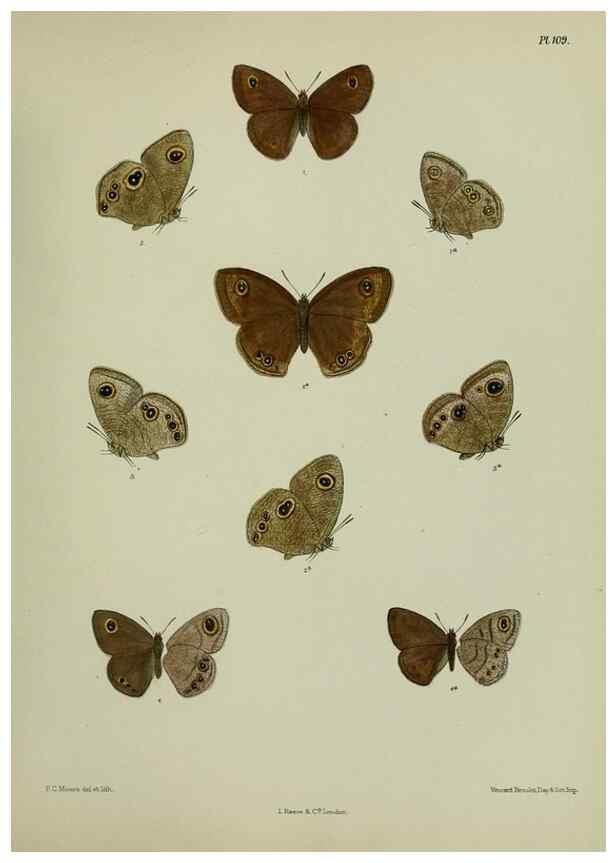 Reproducción/Reproduction 25299856648: Lepidoptera indica.. London,1890-1913.. 