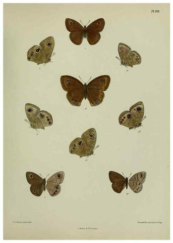 Reproducción/Reproduction 25299856648: Lepidoptera indica.. London,1890-1913.. 