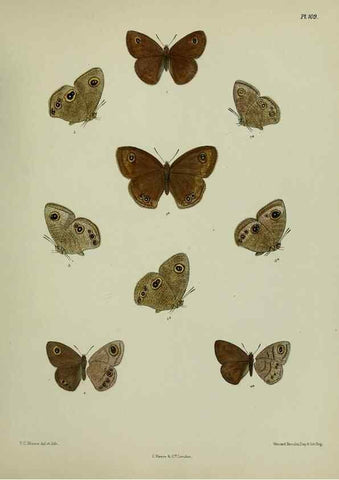 Reproducción/Reproduction 25299856648: Lepidoptera indica.. London,1890-1913.. 