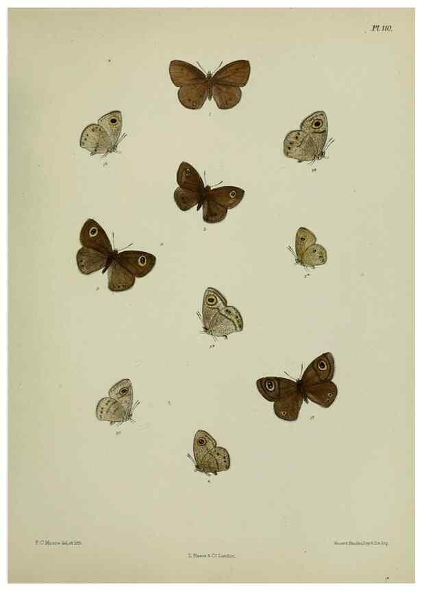 Reproducción/Reproduction 38457664544: Lepidoptera indica.. London,1890-1913.. 