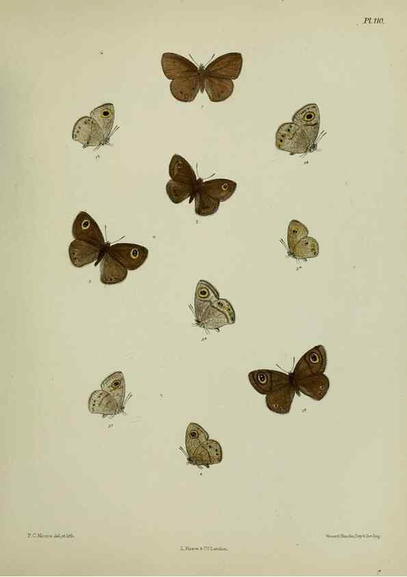 Reproducción/Reproduction 38457664544: Lepidoptera indica.. London,1890-1913.. 