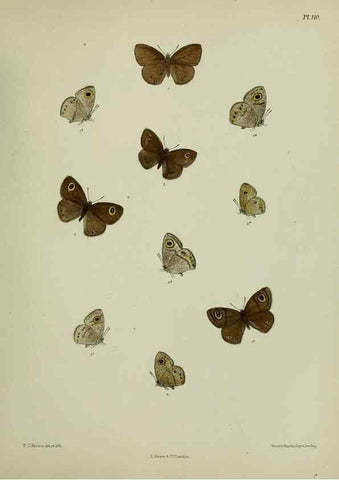 Reproducción/Reproduction 38457664544: Lepidoptera indica.. London,1890-1913.. 