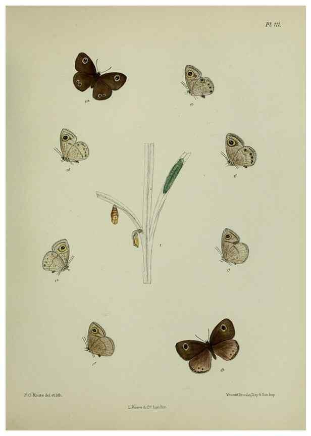 Reproducción/Reproduction 39135243262: Lepidoptera indica.. London,1890-1913.. 