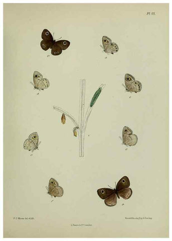 Reproducción/Reproduction 39135243262: Lepidoptera indica.. London,1890-1913.. 