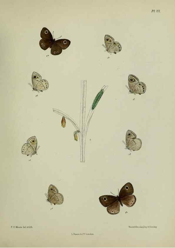 Reproducción/Reproduction 39135243262: Lepidoptera indica.. London,1890-1913.. 