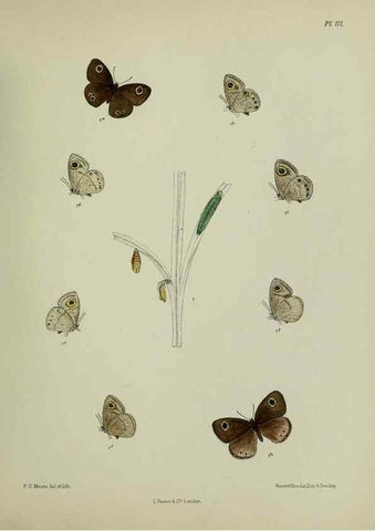 Reproducción/Reproduction 39135243262: Lepidoptera indica.. London,1890-1913.. 