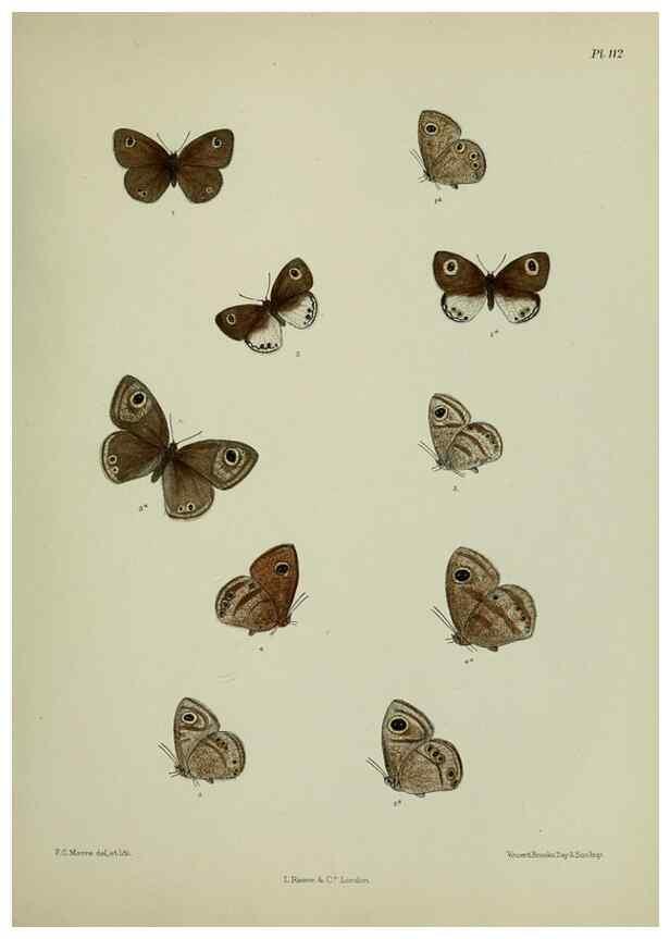 Reproducción/Reproduction 39135246862: Lepidoptera indica.. London,1890-1913.. 