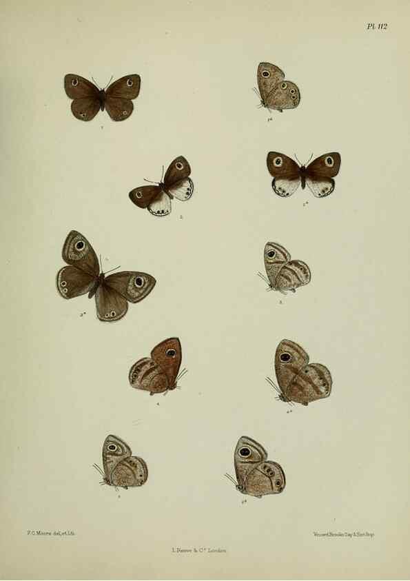 Reproducción/Reproduction 39135246862: Lepidoptera indica.. London,1890-1913.. 