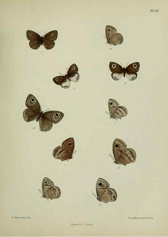 Reproducción/Reproduction 39135246862: Lepidoptera indica.. London,1890-1913.. 