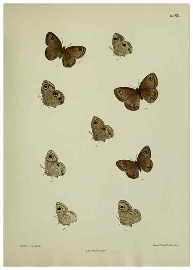 Reproducción/Reproduction 39135250372: Lepidoptera indica.. London,1890-1913.. 