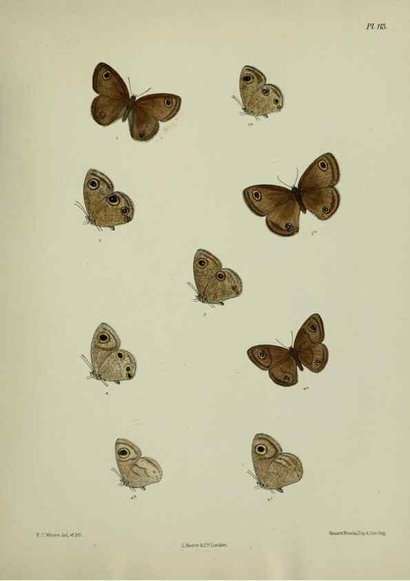 Reproducción/Reproduction 39135250372: Lepidoptera indica.. London,1890-1913.. 