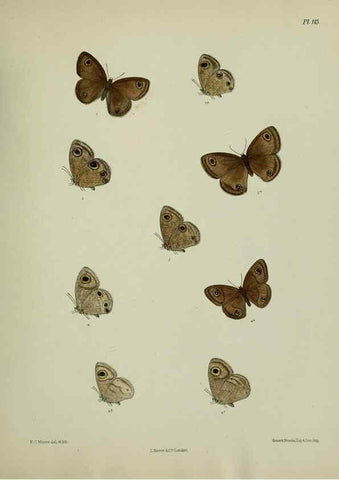 Reproducción/Reproduction 39135250372: Lepidoptera indica.. London,1890-1913.. 