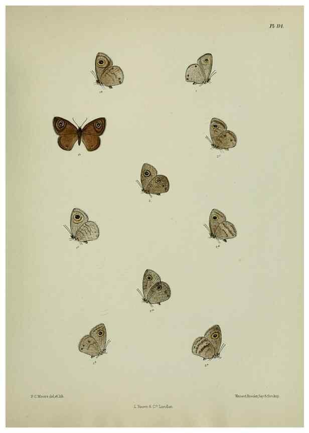 Reproducción/Reproduction 39135253222: Lepidoptera indica.. London,1890-1913.. 