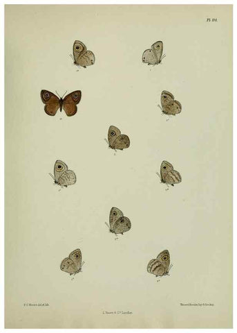 Reproducción/Reproduction 39135253222: Lepidoptera indica.. London,1890-1913.. 