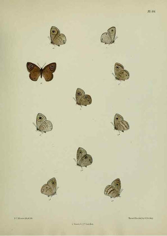 Reproducción/Reproduction 39135253222: Lepidoptera indica.. London,1890-1913.. 