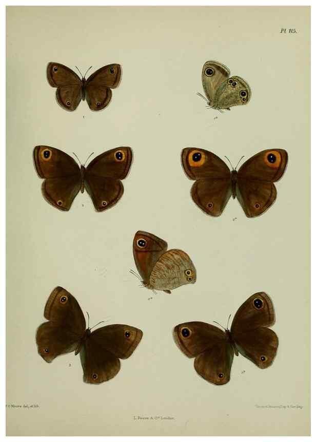 Reproducción/Reproduction 38285569445: Lepidoptera indica.. London,1890-1913.. 